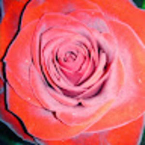 Meet your Posher, Roberta